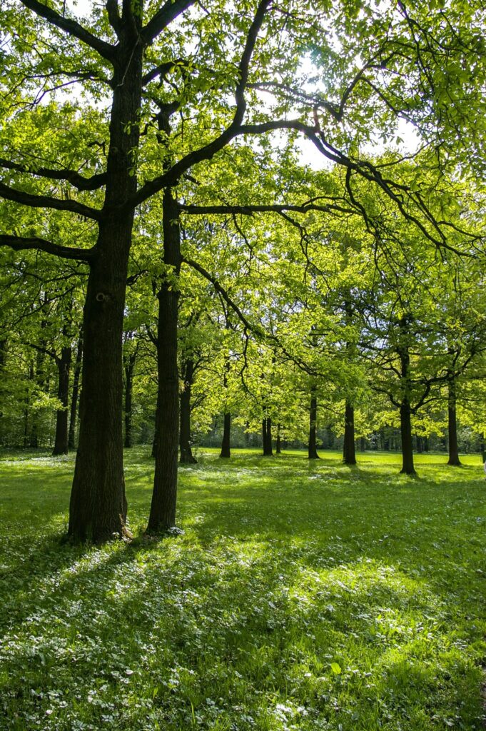Bosque con árboles altos y frondosos, iluminados por la luz del sol, con césped verde en el suelo.